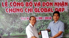 Xoài cát Hòa Lộc đạt chuẩn xuất khẩu sang châu Âu