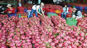 Thanh long Việt Nam gần thêm một bước tới thị trường Australia