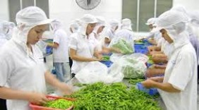 Để rau quả xuất khẩu giữ vững đà tăng trưởng