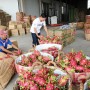 Thêm cơ hội cho trái thanh long