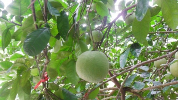 Đặc sản bưởi đào Thanh Hồng hút khách