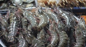 Tôm tươi Việt Nam sắp lên đường sang Úc