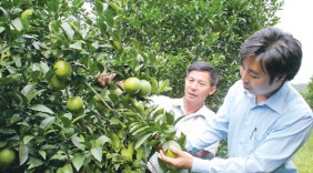 Lễ hội cam Cao Phong lần thứ II - cơ hội quảng bá, liên kết tiêu thụ sản phẩm