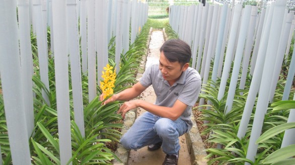 Trồng lan Mokara cắt cành, thu lãi 30 triệu đồng mỗi tháng