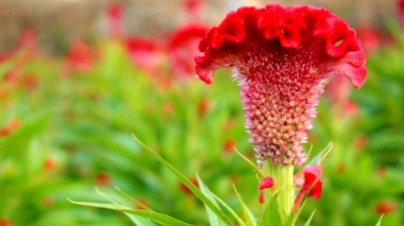 Hoa mào gà chữa được nhiều bệnh