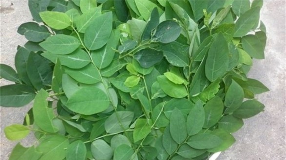 3 tác dụng phụ của rau ngót cần phải biết trước khi ăn