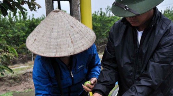 Khấm khá, giàu lên nhờ... ổi