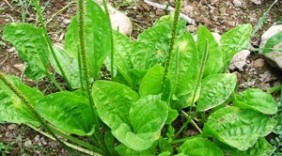 Các loại cây cỏ dùng để nấu nước mát, thanh lọc độc tố trong cơ thể