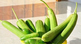 Những công dụng chữa bệnh của quả mướp