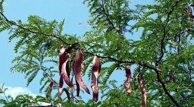 Bài thuốc trị mụn nhọt từ cây bồ kết