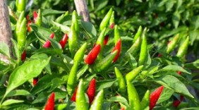 5 loại thảo dược tự nhiên chữa đau lưng