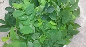 3 tác dụng phụ của rau ngót cần phải biết trước khi ăn