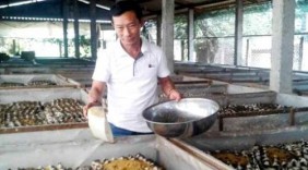 'Vua dế' Đồng Tháp Mười