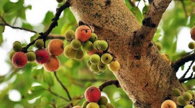 Tác dụng của cây sung, quả sung