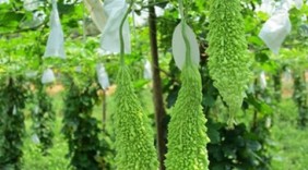Những bài thuốc hay từ trái khổ qua
