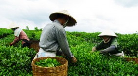 Xuất khẩu chè khởi sắc ở nhiều thị trường