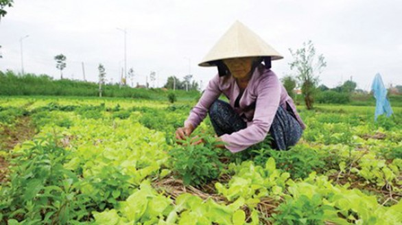 Khan hiếm nguồn rau Tết