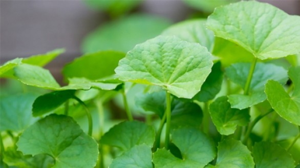 Tác dụng của cây rau má
