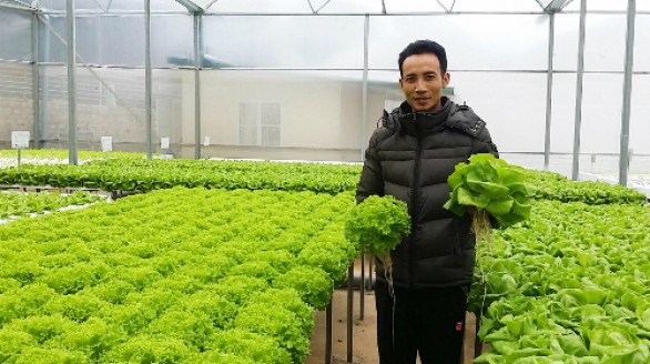 Thạc sĩ tài chính thu mỗi tháng gần tỷ đồng từ rau sạch