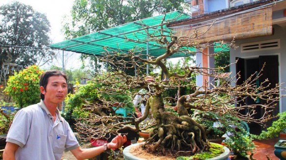 Bỏ thành phố, về quê trồng mai, năm 