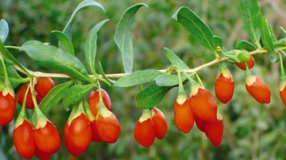 Loại quả 