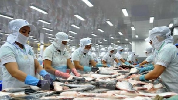 Dù bị chơi xấu, cá tra Việt Nam vẫn