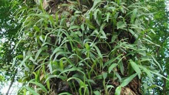 Bài thuốc từ cây tầm gửi