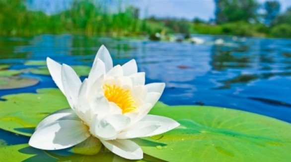 Phúc lớn do Trời, phúc nhỏ do người