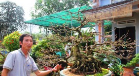 Bỏ thành phố, về quê trồng mai, năm 