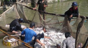 Tôm và cá tra tăng giá, nông dân không còn để bán