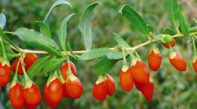Loại quả 