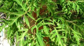 Cây đinh lăng - Thần dược cho phụ nữ sau sinh
