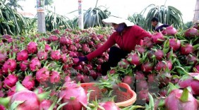 Thanh long Việt Nam tham gia Hội chợ quốc tế trái cây ở Berli