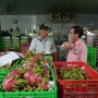 Thanh long Việt bán tại Mỹ giá 180.000 đồng/kg