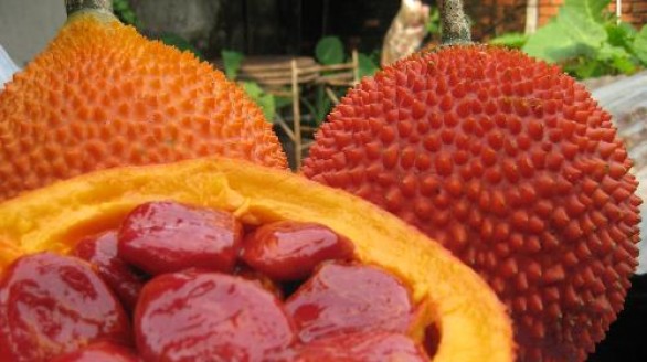 Hạt gấc ngâm rượu chữa nhiều bệnh cực hay