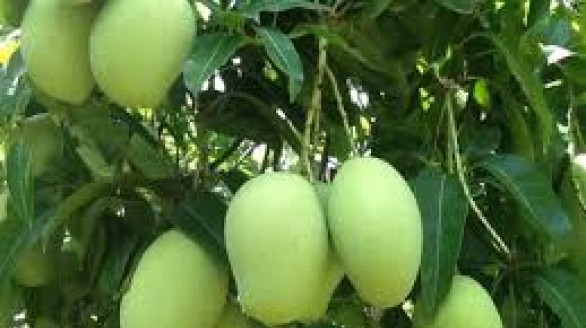 Xuất xoài sạch sang Australia