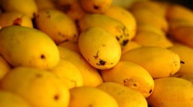 Quả xoài chữa 