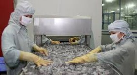 Tôm Việt hướng đến 10 tỷ USD: Vừa nuôi tôm, vừa có cổ phần