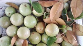 Vú sữa Việt chính thức sang Mỹ