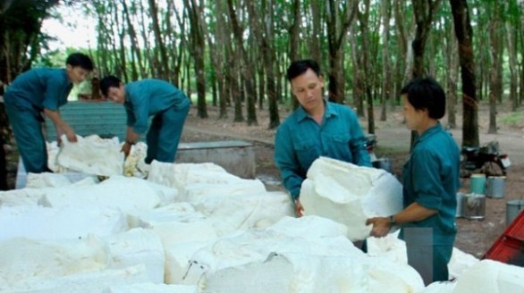 Trái chiều với thế giới, giá mủ cao su trong nước vẫn ổn định