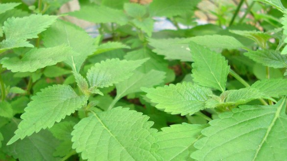 Kinh giới - thuốc quý của mọi nhà