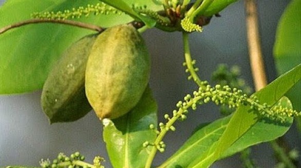 Lá bàng non: Thần dược chữa trị nhiều thứ bệnh