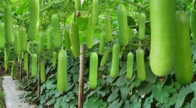 Quả bầu - lợi tiểu giải độc
