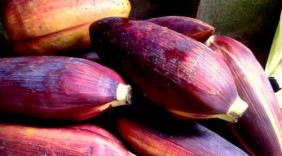 7 tác dụng ít ngờ khi ăn hoa chuối