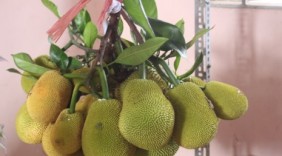 Ngắm củ, quả độc lạ tại lễ hội trái cây ngon