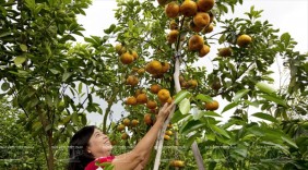 Đồng Tháp: Liên kết tiêu thụ nhiều loại trái cây đặc sản