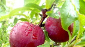 Giải độc, thanh nhiệt, dưỡng nhan nhờ mận