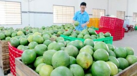 Liên kết xuất khẩu trái cây