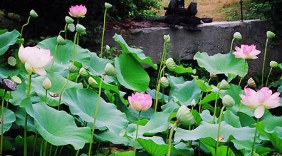 Những bài thuốc quý từ cây sen