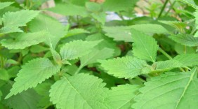 Kinh giới - thuốc quý của mọi nhà
